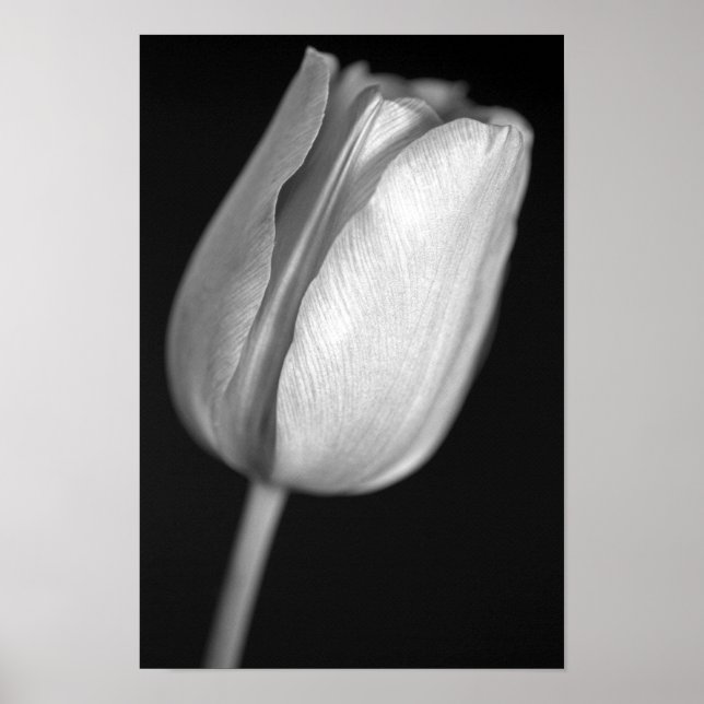 Halftone Tulip Poster (Front)