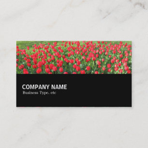 Halfway 0153 - Bed of Red Tulips 01 Business Card