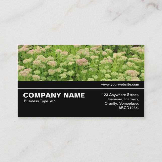 Halfway V3 09 - Sedum (Autumn Joy) Business Card (Front)
