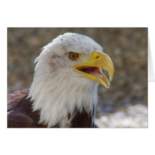 Haliaeetus leucocephalus