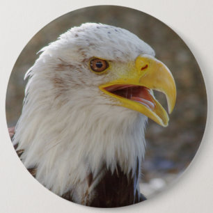 Haliaeetus leucocephalus 6 cm round badge