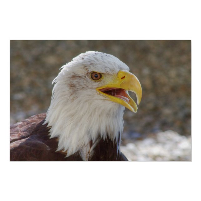 Haliaeetus leucocephalus poster (Front)