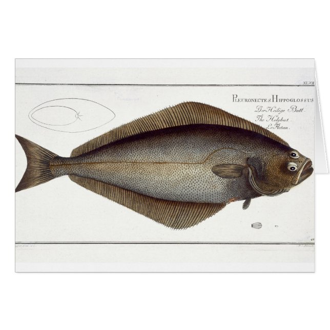 Halibut (Pleuronectes Hippoglossus) plate XLVII fr (Front Horizontal)