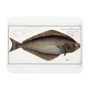 Halibut (Pleuronectes Hippoglossus) plate XLVII fr Magnet
