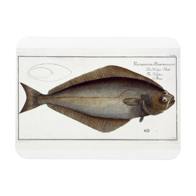 Halibut (Pleuronectes Hippoglossus) plate XLVII fr Magnet (Horizontal)