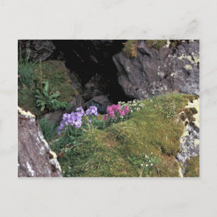 Hall Island Jacobs Ladder and Lousewort in auklet Postcard