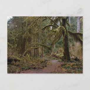Hall of Mosses Postcard