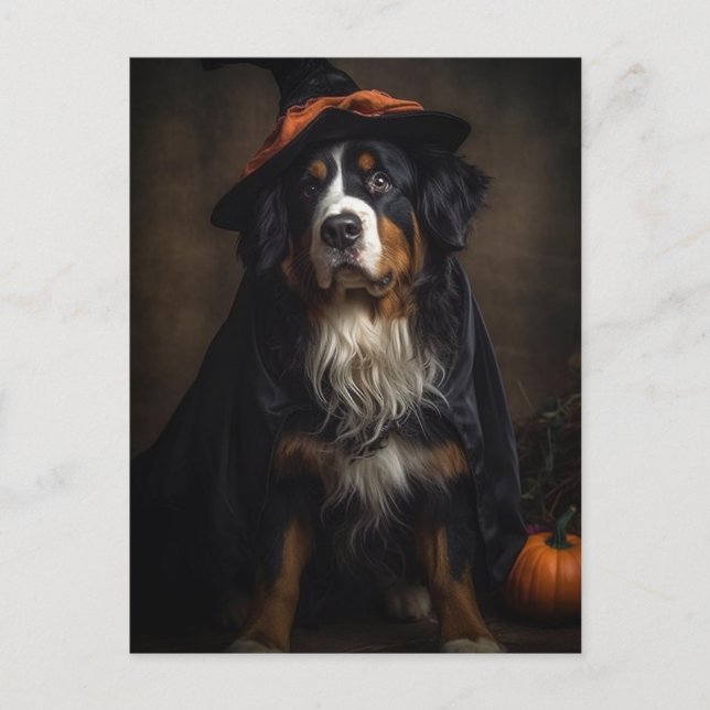 Halloween Adorable Witch Bernese Mountain Dog  Postcard (Front)