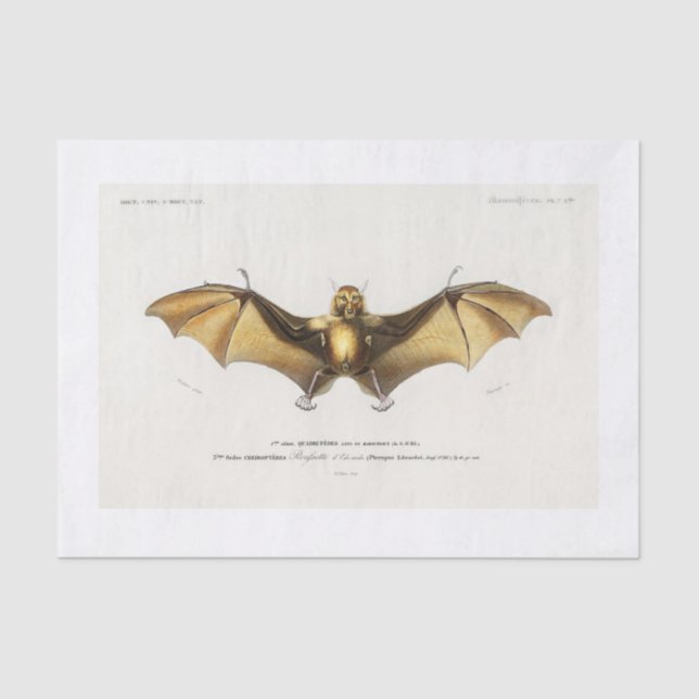 Halloween bat decoupage tissue paper (Front)