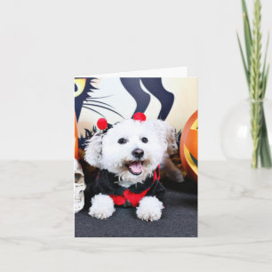 Halloween - Bichon Frise - Andi Card