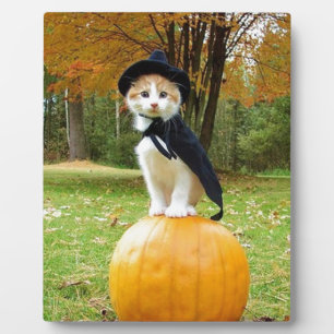Halloween Cat On A Orange Pumpkin Plaque
