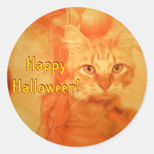 Halloween Cat Stickers