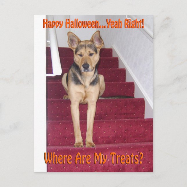 Halloween Dog and No Treats Postcard (Front)