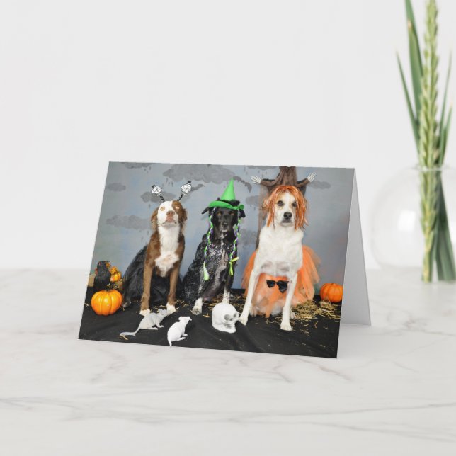 Halloween greeting card. Photo, 3 dogs in drag. Card (Front)