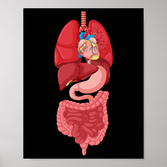 Halloween  Internal Organ Diagram Anatomy  Poster (Front)