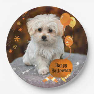 Halloween, Maltese Puppy, Paper Plate