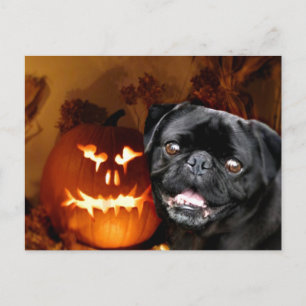 Halloween Pug Dog Postcard