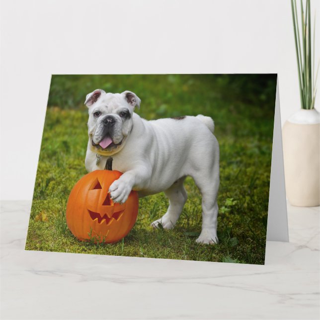 Halloween pumpkin bulldog card (Front)