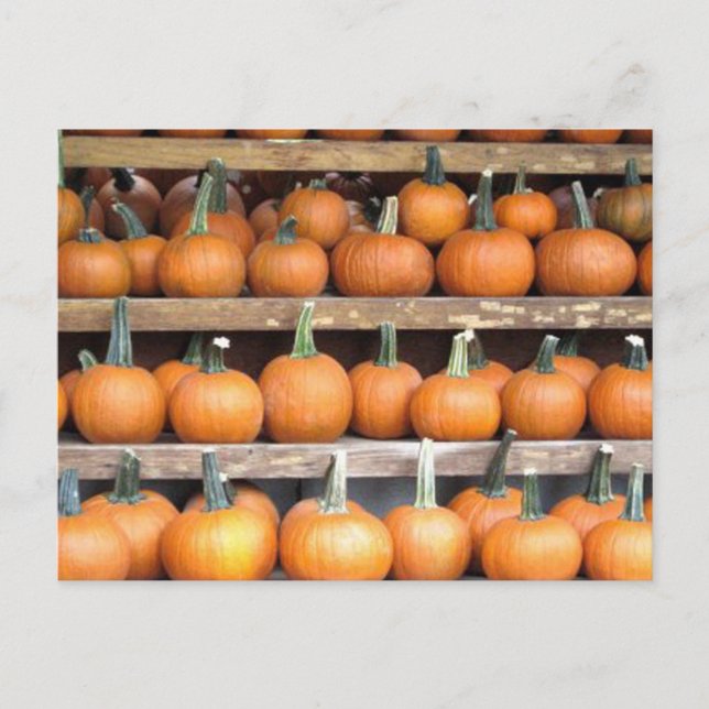 Halloween Pumpkin Wall Postcard (Front)