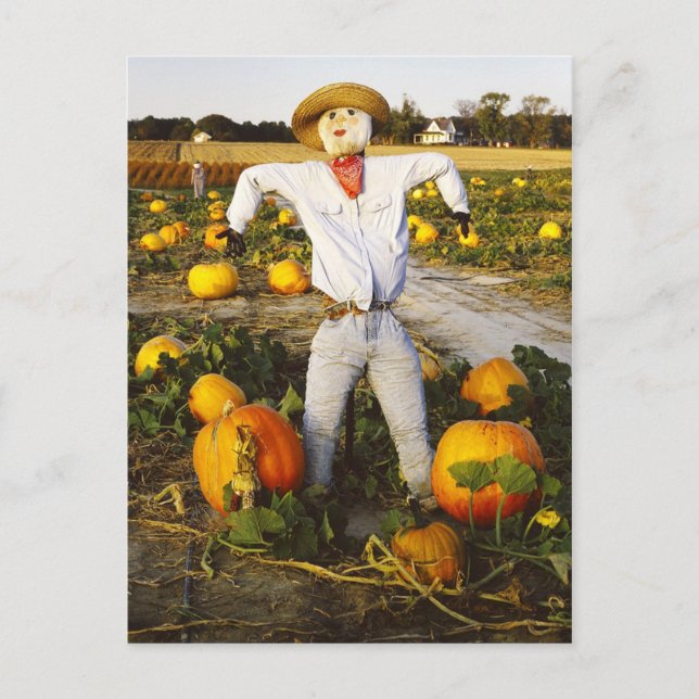 Halloween scarecrow in pumpkin field postcard (Front)