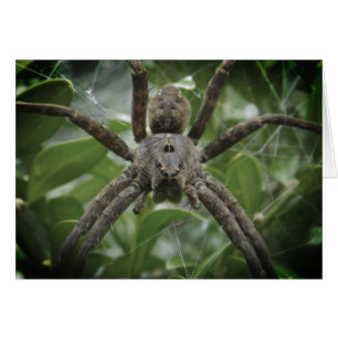 Halloween Spider Card