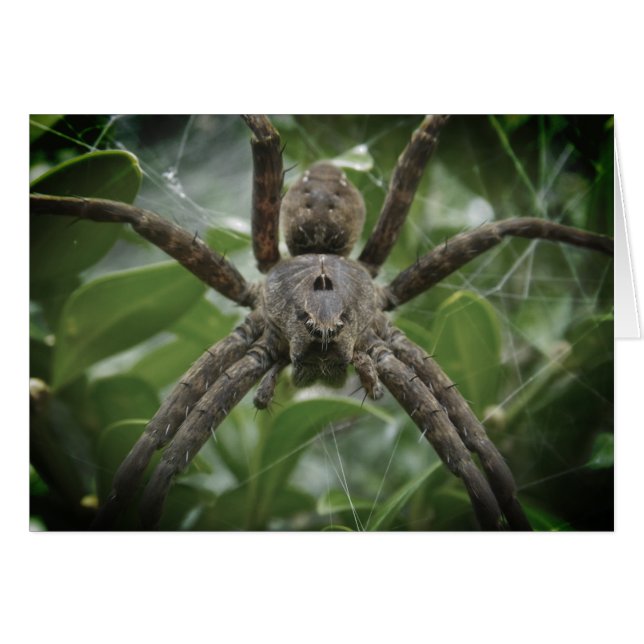 Halloween Spider Card (Front Horizontal)