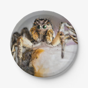 Halloween Spider Paper Plate