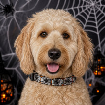 Halloween Style Black Spider Web on Orange Dog