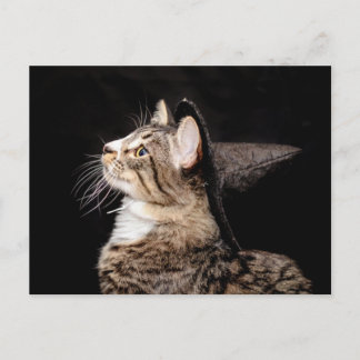 Halloween Witch Hat Cat Postcard