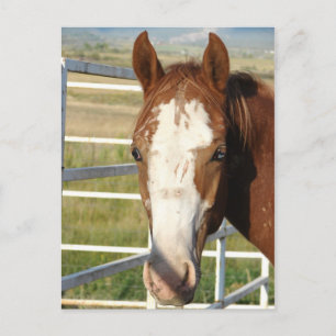 Halter Free Postcard