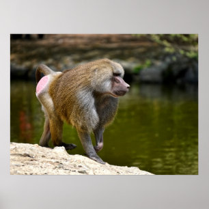 Hamadryas baboon walking on ground holiday postcar poster