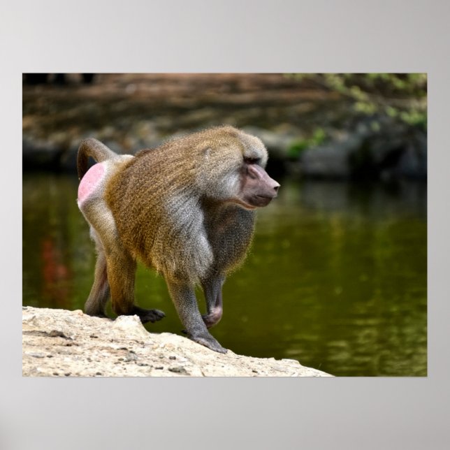 Hamadryas baboon walking on ground holiday postcar poster (Front)