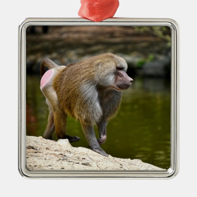 Hamadryas baboon walking on ground metal tree decoration (Front)