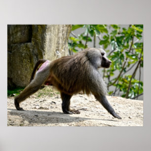 Hamadryas baboon walking on ground  poster