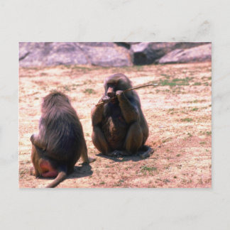 Hamadryas Baboons gnawing bark from stick Postcard