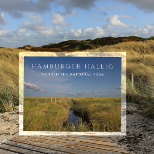 Hamburger Hallig, Wadden Sea, Germany Postcard