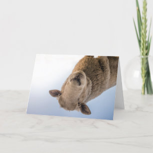 HAMbWG - Greeting Card - Sheep