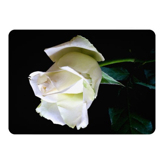 HAMbyWG Invitations/Envelopes - White Rose Card