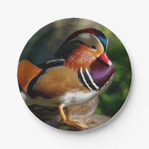 HAMbyWG - Paper Plate - Baby Mallard