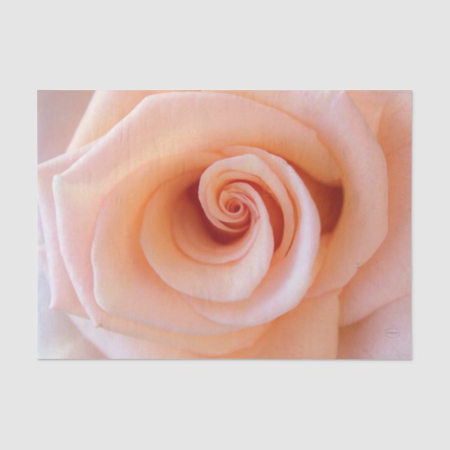 HAMbyWG - Peach Rose Tissue Paper (Front)
