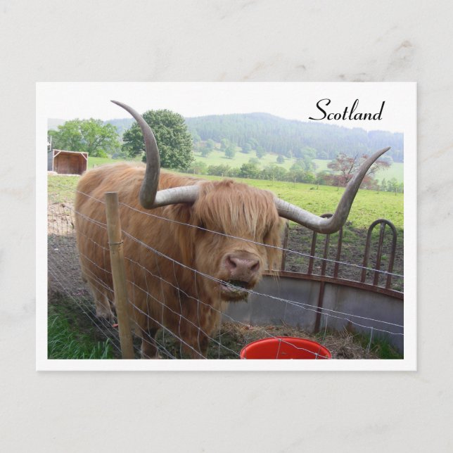 Hamish the Hairy Coo, Scotland Postcard (Front)