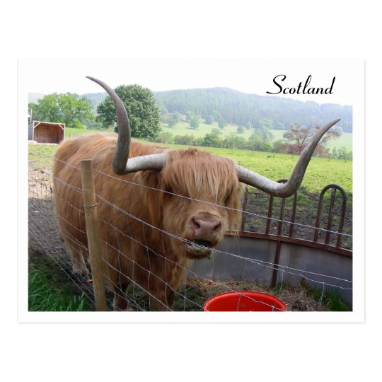 Hamish the Hairy Coo, Scotland Postcard
