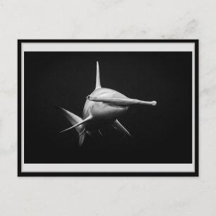 Hammer head shark BW 002 Carte postale ハンマーヘッド Postcard