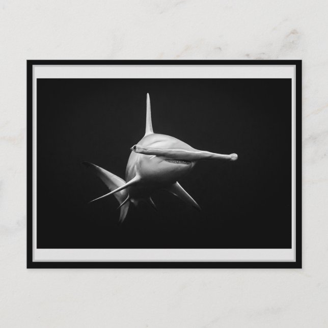 Hammer head shark BW 002 Carte postale ハンマーヘッド Postcard (Front)