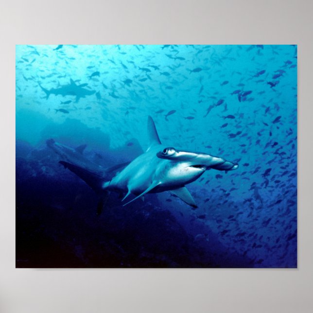 Hammerhead Shark Animal Swim Destiny's Destiny Poster (Front)
