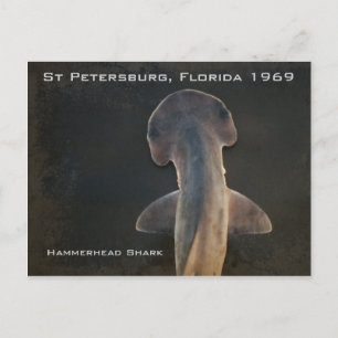 Hammerhead Shark Florida Postcard