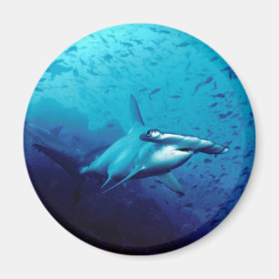 Hammerhead shark magnet