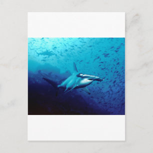 Hammerhead shark postcard
