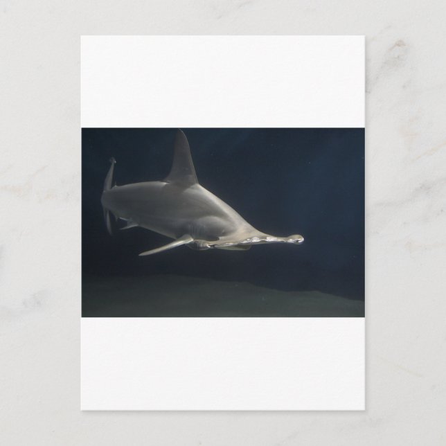 Hammerhead Shark Postcard (Front)