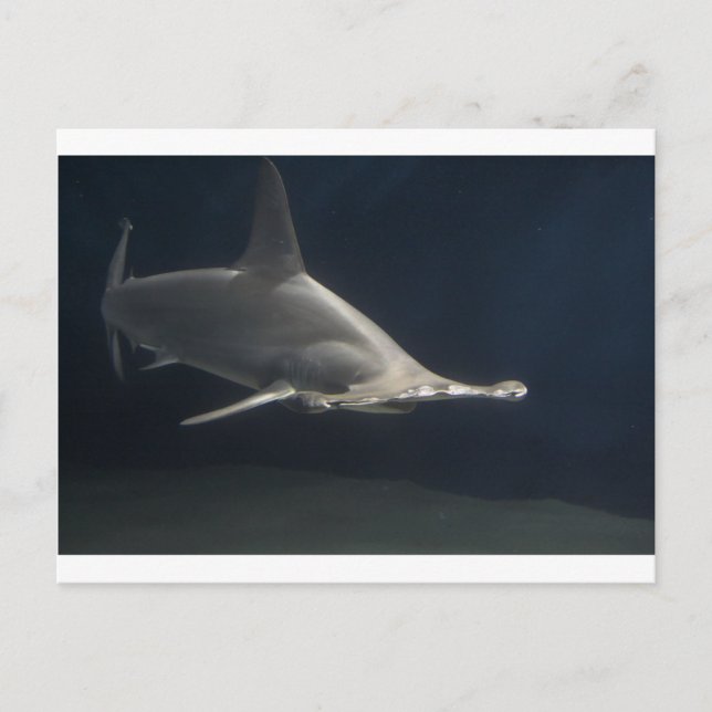 Hammerhead Shark Postcard (Front)